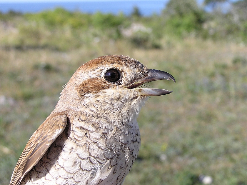 Red-backed Shrike, Sundre 20080730